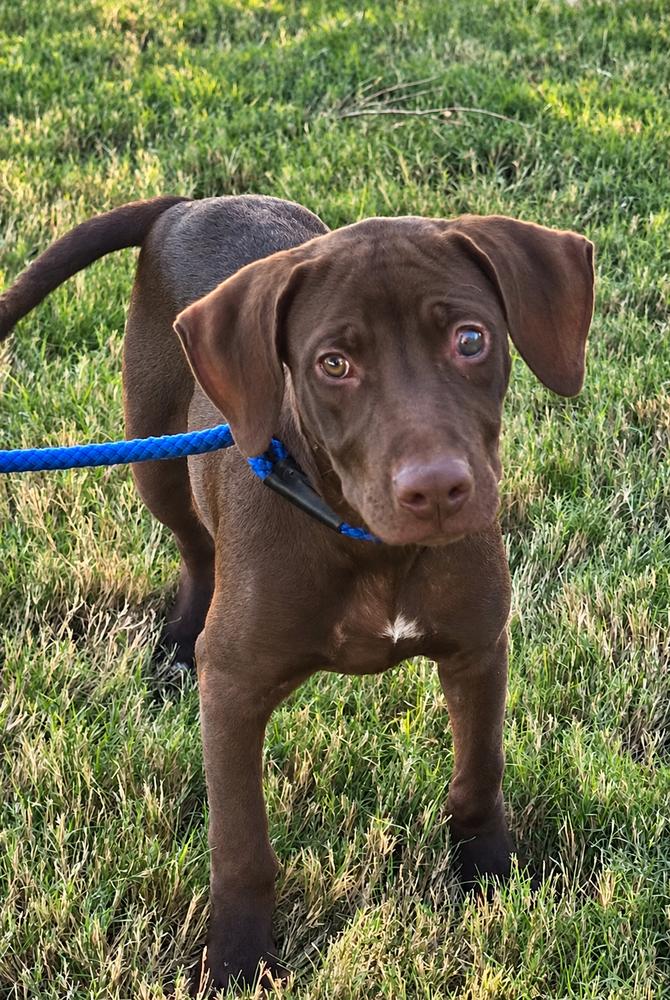 Enlarge Hershey - Batesville, a Adoptable mixed breed in Lancaster, PA image 2/6