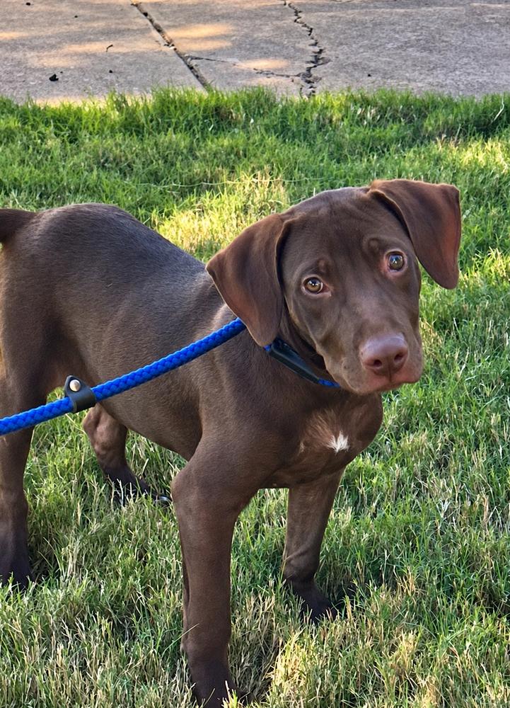 Enlarge Hershey - Batesville, a Adoptable mixed breed in Lancaster, PA image 3/6