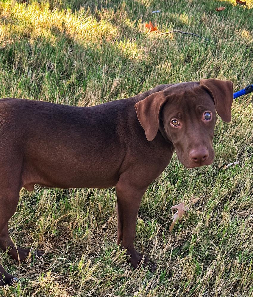 Enlarge Hershey - Batesville, a Adoptable mixed breed in Lancaster, PA image 4/6