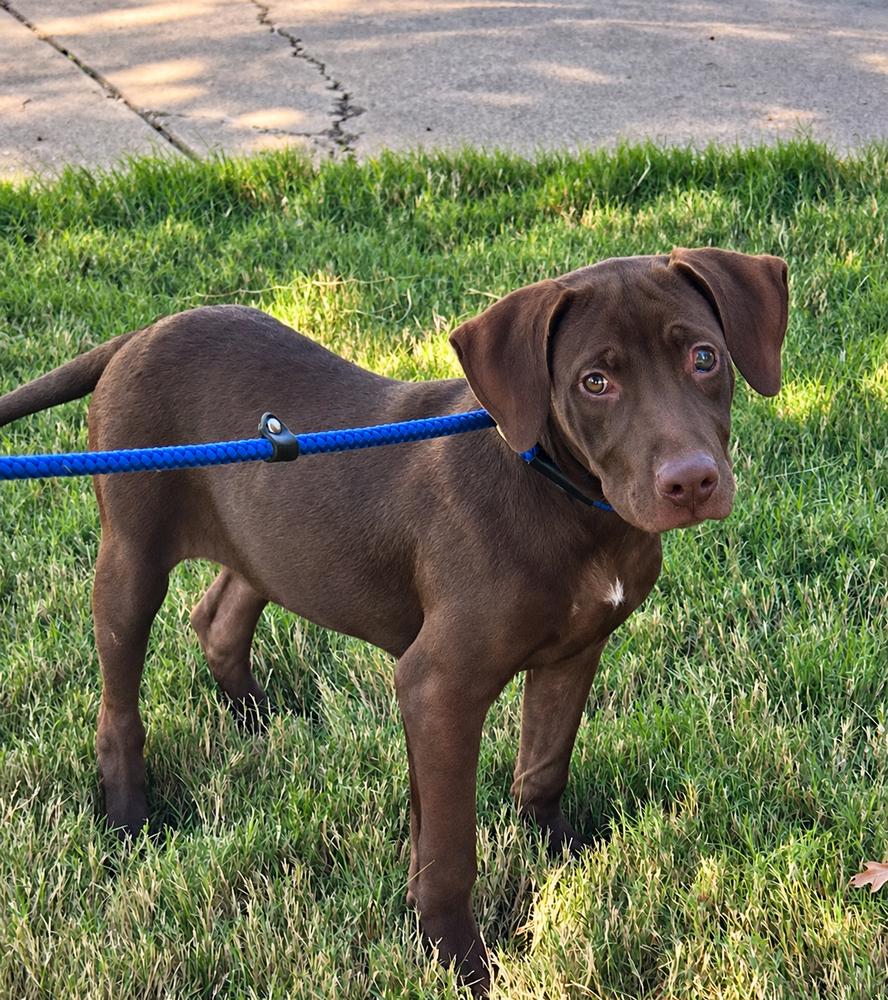 Enlarge Hershey - Batesville, a Adoptable mixed breed in Lancaster, PA image 5/6