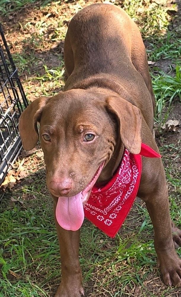 Hershey - Batesville, Adoptable, Puppy Male Labrador Retriever.