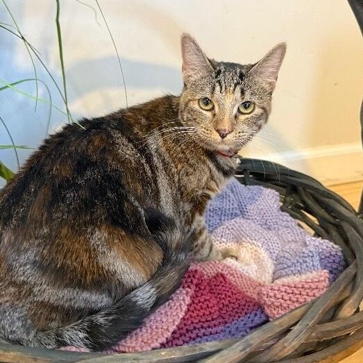 Manhattan New York — thumbnail 3