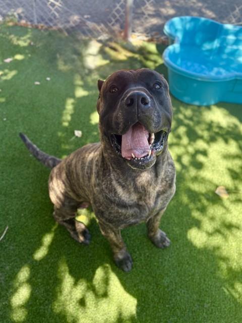 BUTCH, Adoptable, Adult Male Presa Canario.