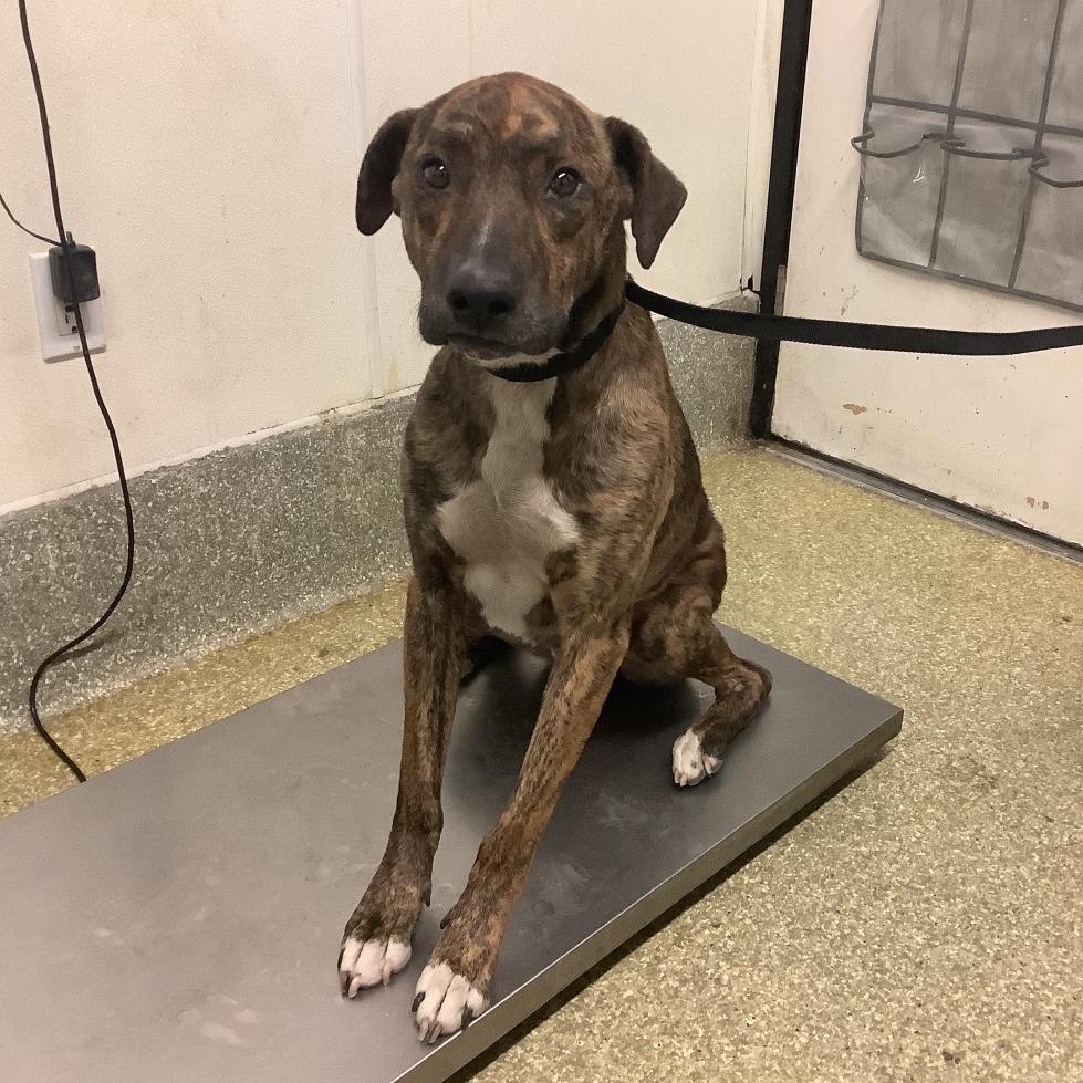 Enlarge Boy, a Adoptable American Staffordshire Terrier in San Gabriel, CA image 1/1