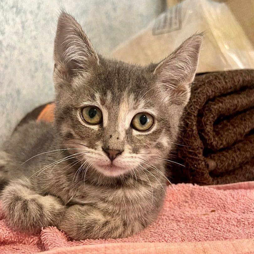 Enlarge Tippy, a Adoptable mixed breed in Los Angeles, CA image 2/4