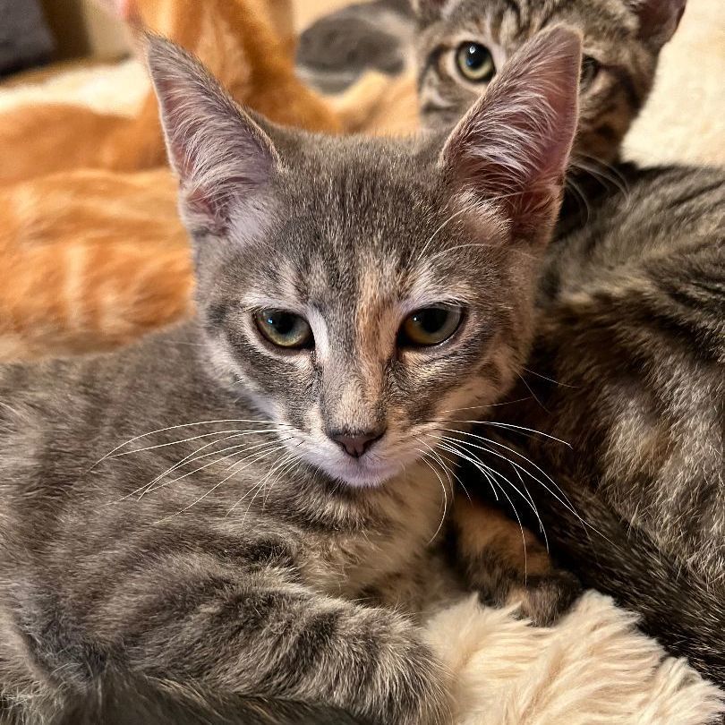 Enlarge Tippy, a Adoptable mixed breed in Los Angeles, CA image 3/4