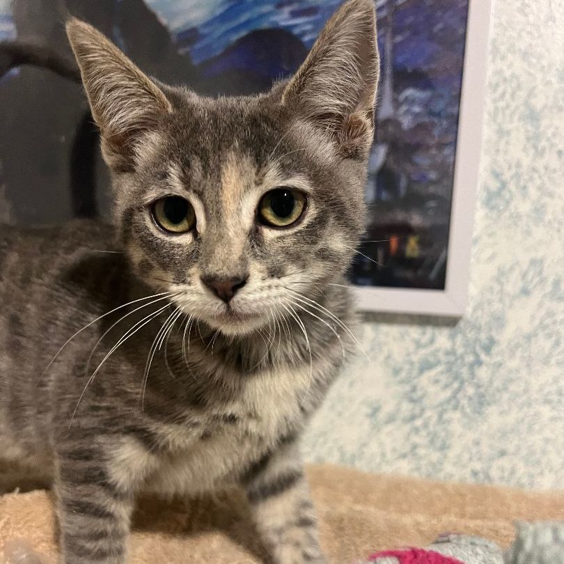 Enlarge Tippy, a Adoptable mixed breed in Los Angeles, CA image 4/4