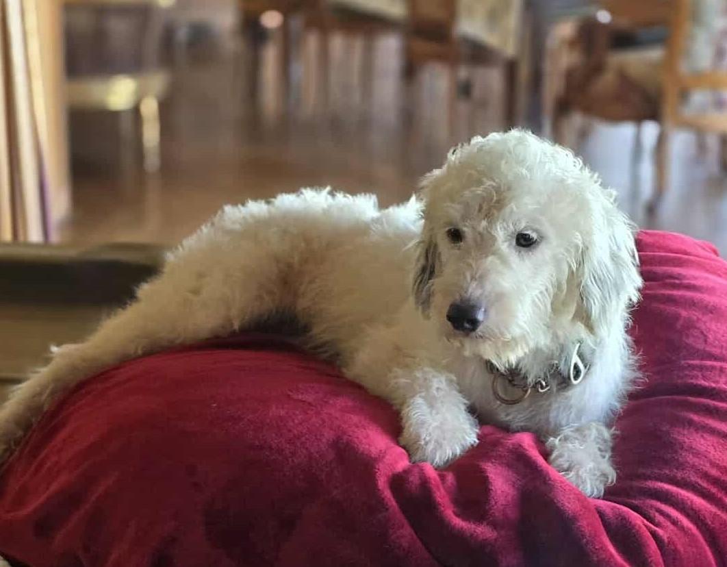 Quartz, an adoptable Poodle, Havanese in Boerne, TX, 78006 | Photo Image 2