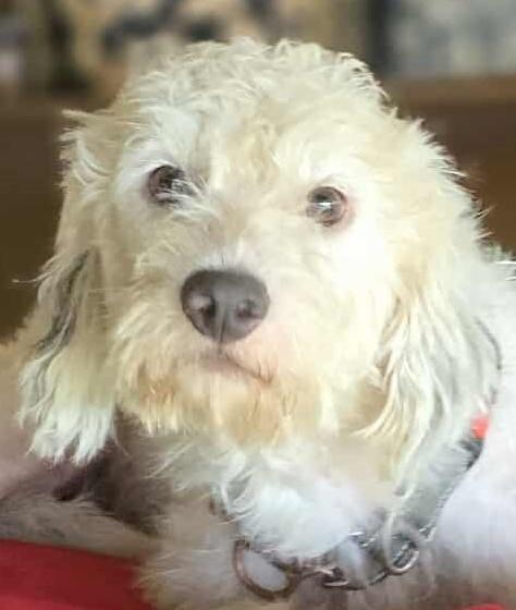 Quartz, an adoptable Poodle, Havanese in Boerne, TX, 78006 | Photo Image 1