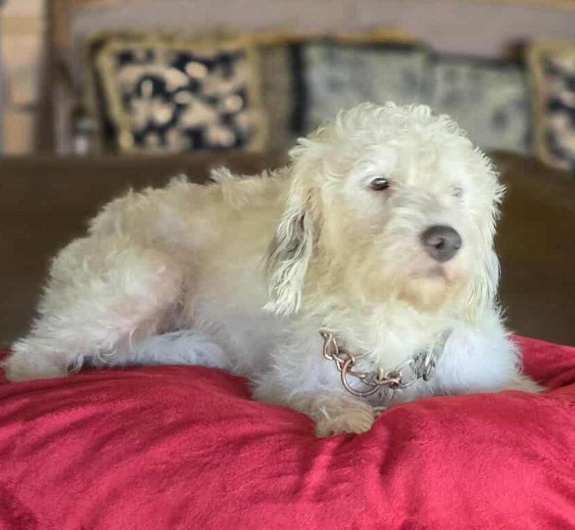 Quartz, an adoptable Poodle, Havanese in Boerne, TX, 78006 | Photo Image 3