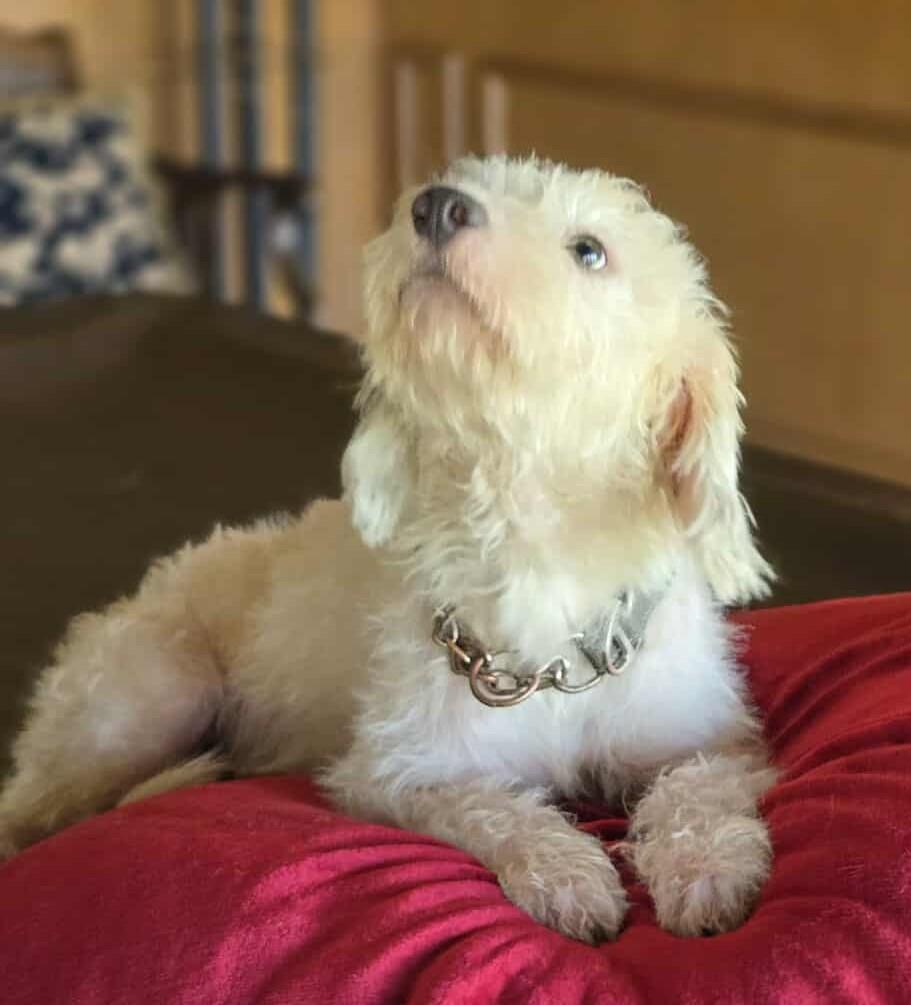 Quartz, an adoptable Poodle, Havanese in Boerne, TX, 78006 | Photo Image 5