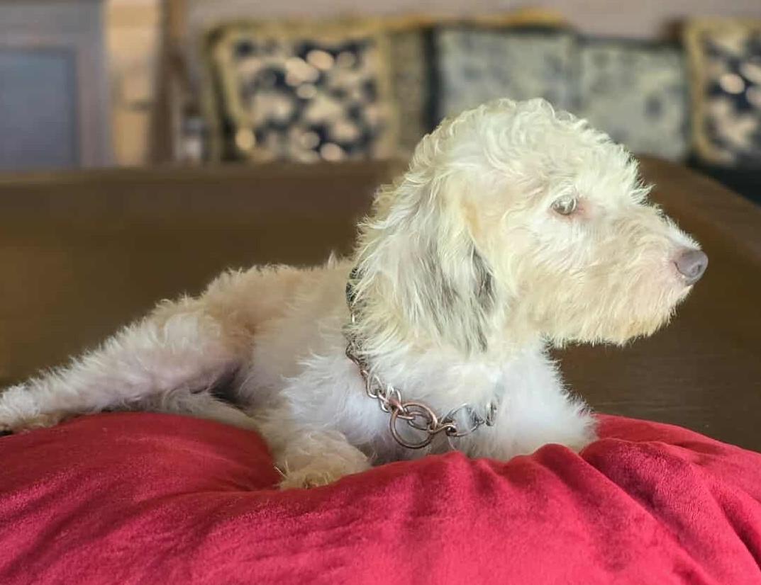 Quartz, an adoptable Poodle, Havanese in Boerne, TX, 78006 | Photo Image 6