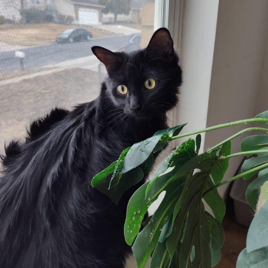 Salem, Adoptable, Young Male Domestic Short Hair.