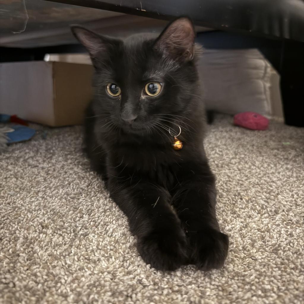 Salem, a Adoptable Domestic Short Hair in Bountiful, UT image 2/4