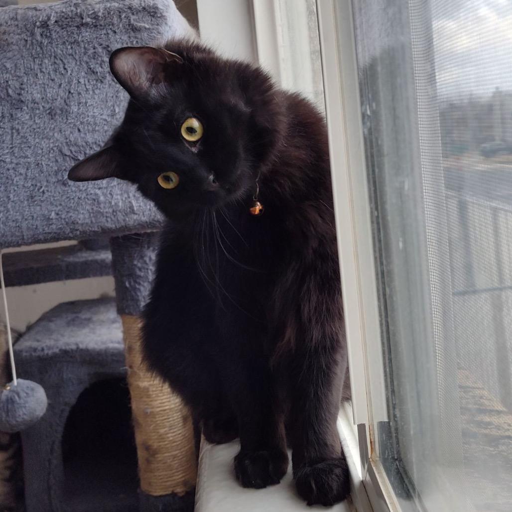 Salem, a Adoptable Domestic Short Hair in Bountiful, UT image 3/4