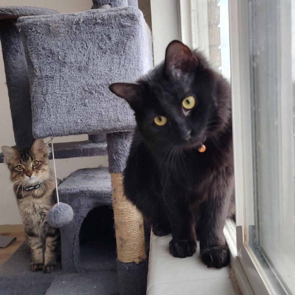 Salem, a Adoptable Domestic Short Hair in Bountiful, UT image 4/4