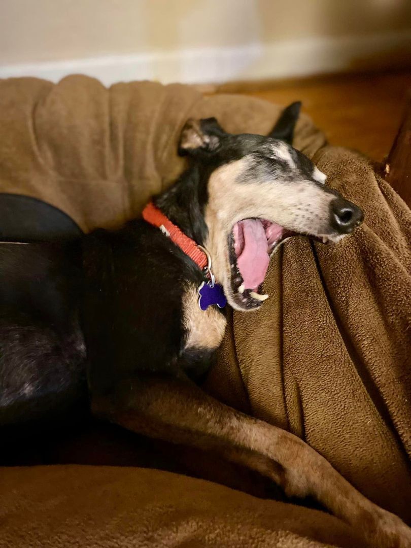 Roscoe, a Adoptable Miniature Pinscher in Houston, TX image 4/6