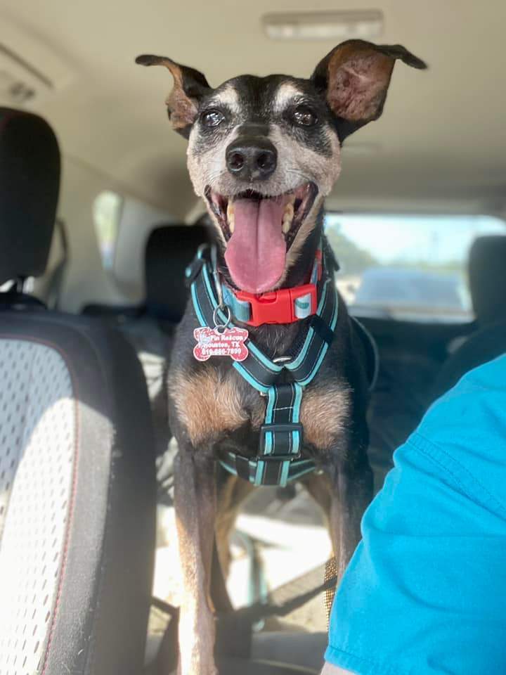 Roscoe, a Adoptable Miniature Pinscher in Houston, TX image 3/6