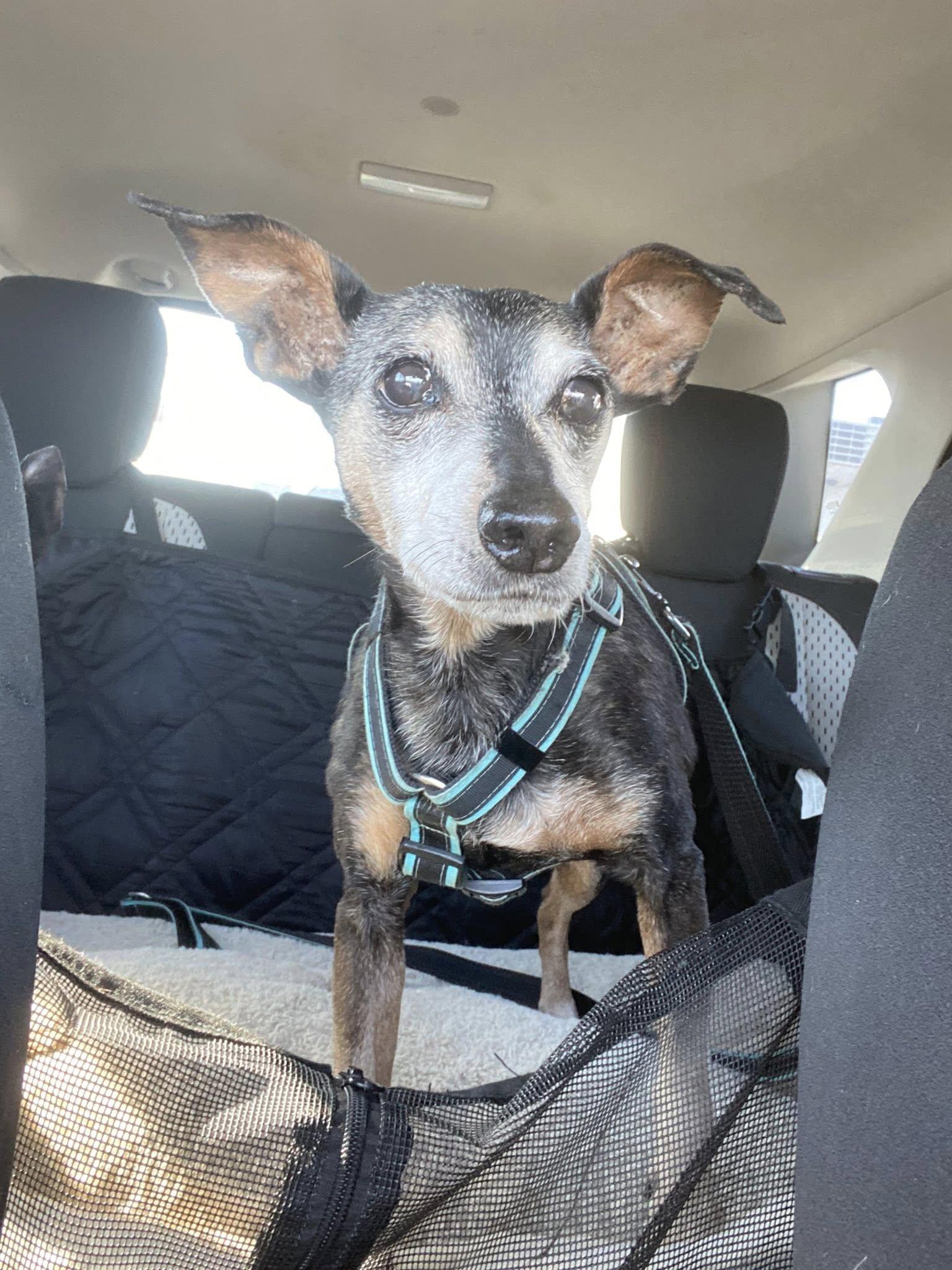Roscoe, Adoptable, Senior Male Miniature Pinscher.