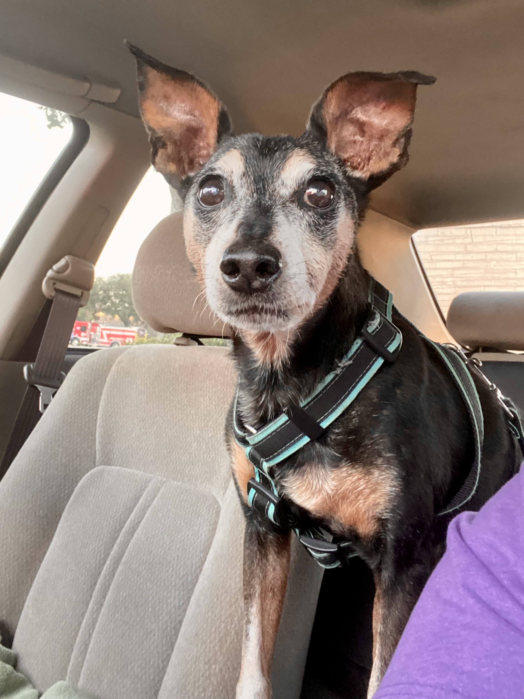 Roscoe, a Adoptable Miniature Pinscher in Houston, TX image 1/6