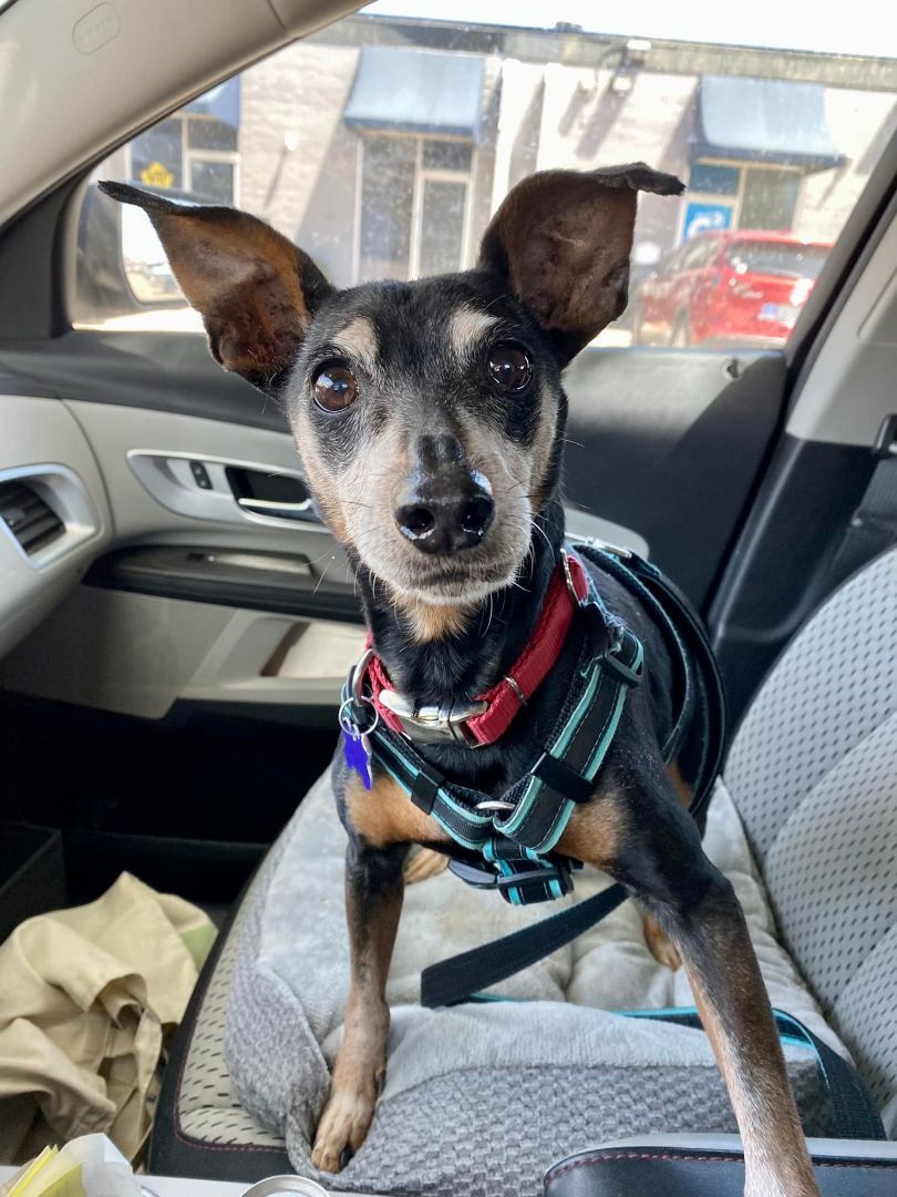 Roscoe, a Adoptable Miniature Pinscher in Houston, TX image 5/6