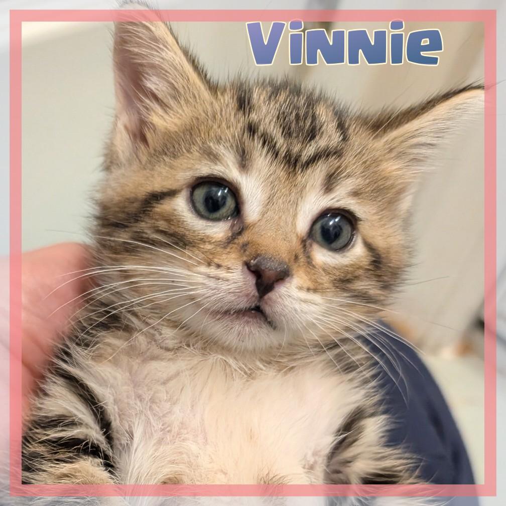 Enlarge Vincenzo, an adopted Domestic Short Hair in Great Mills, MD image 1/1