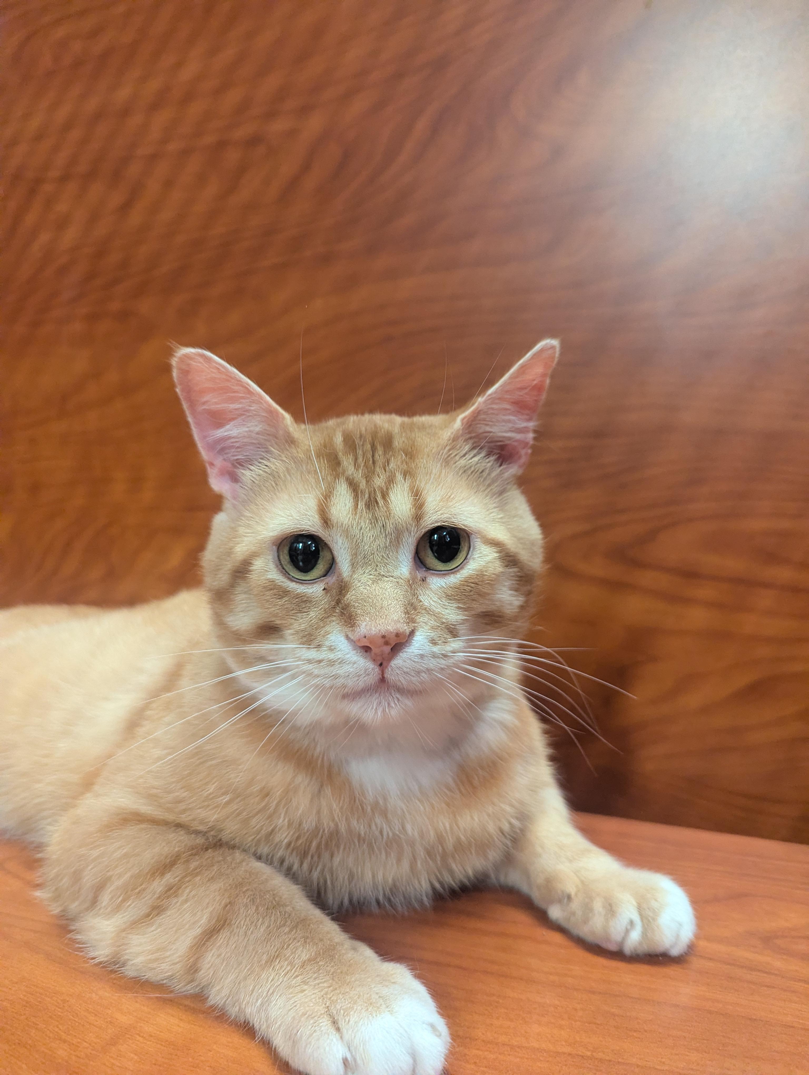 DECLAN, a Adoptable Domestic Short Hair in Tillsonburg, ON image 5/6