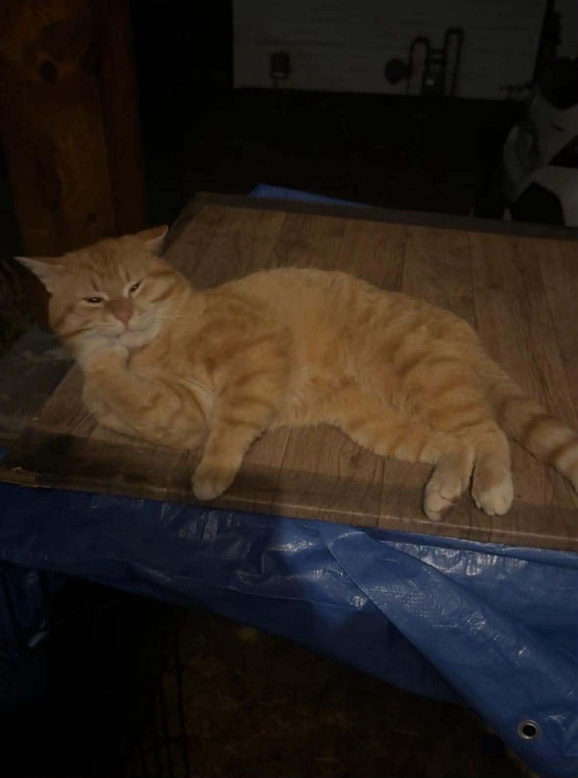 Enlarge DECLAN, a Adoptable Domestic Short Hair in Tillsonburg, ON image 5/6
