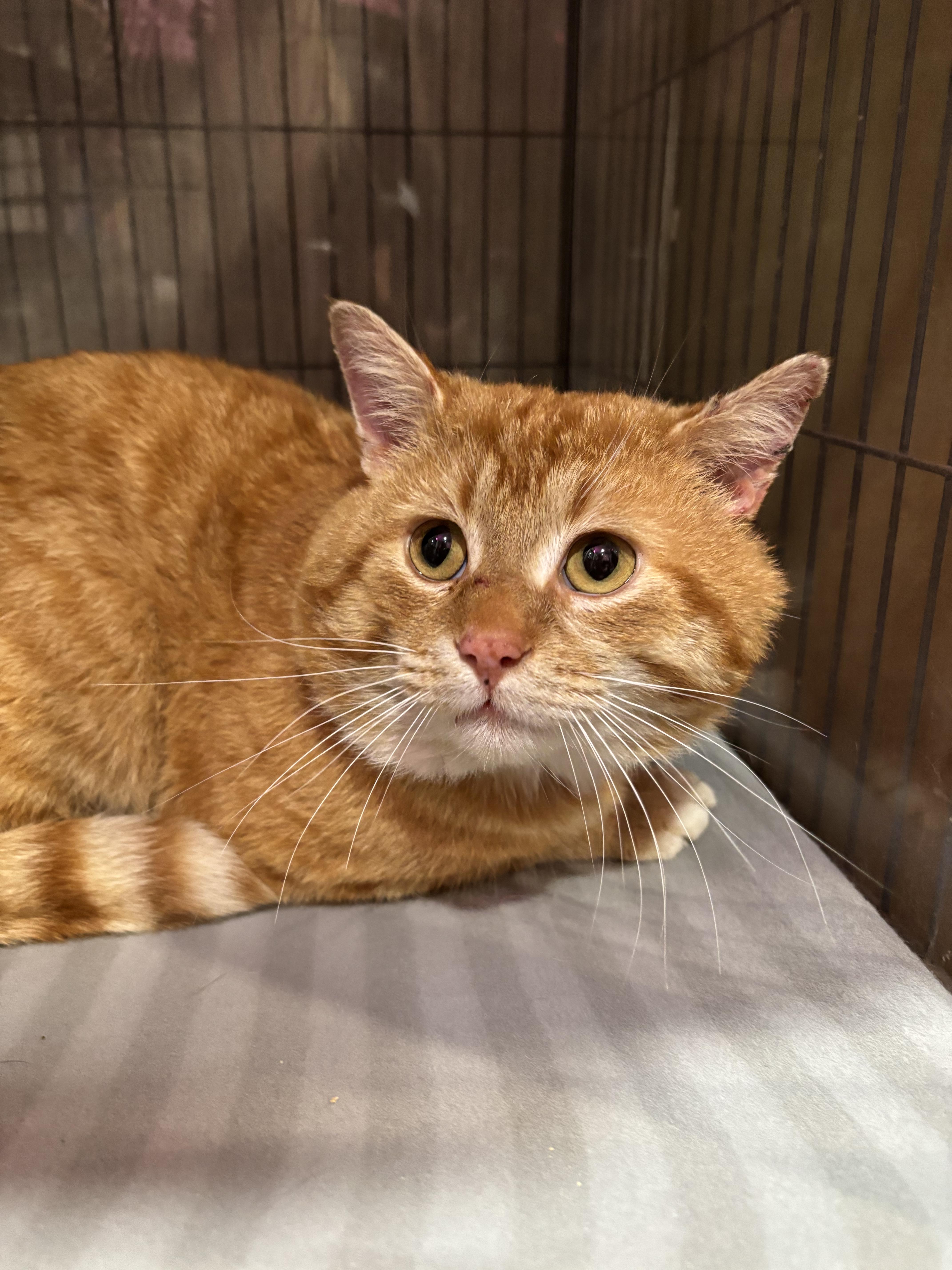 Enlarge DECLAN, a Adoptable Domestic Short Hair in Tillsonburg, ON image 2/6