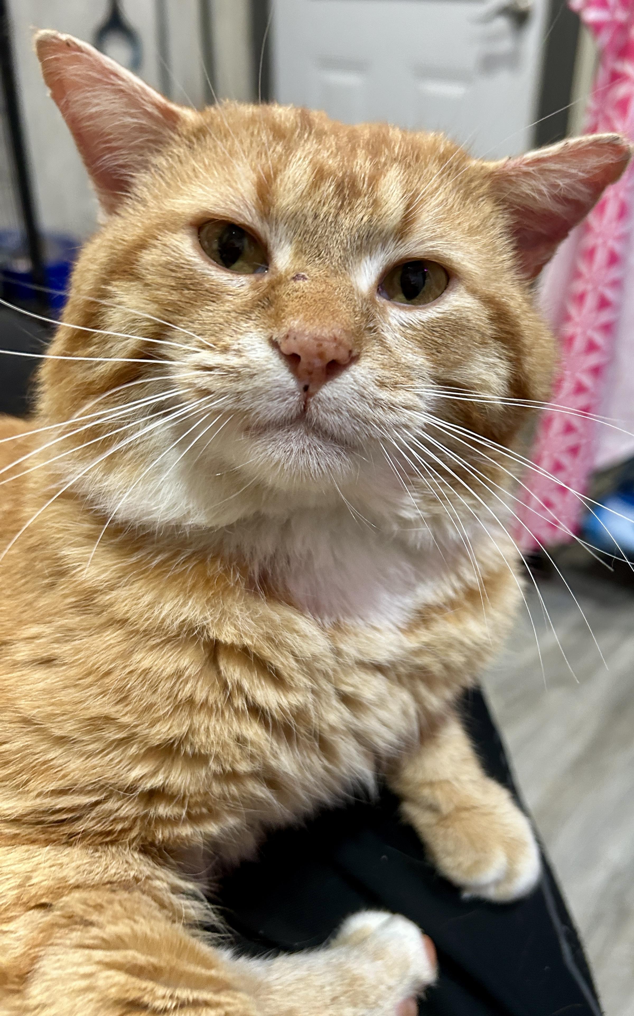 Enlarge DECLAN, a Adoptable Domestic Short Hair in Tillsonburg, ON image 6/6