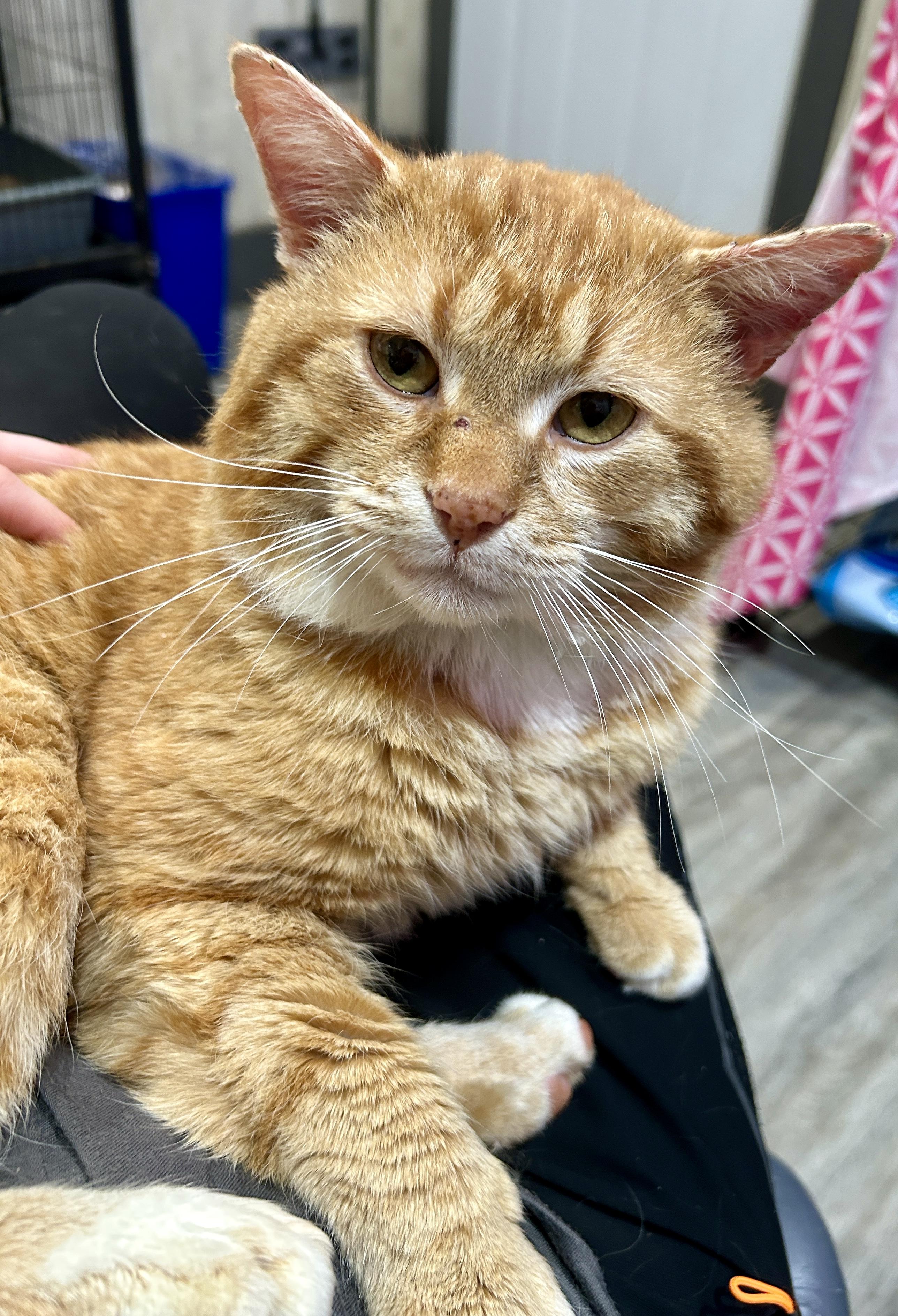 Enlarge DECLAN, a Adoptable Domestic Short Hair in Tillsonburg, ON image 1/6