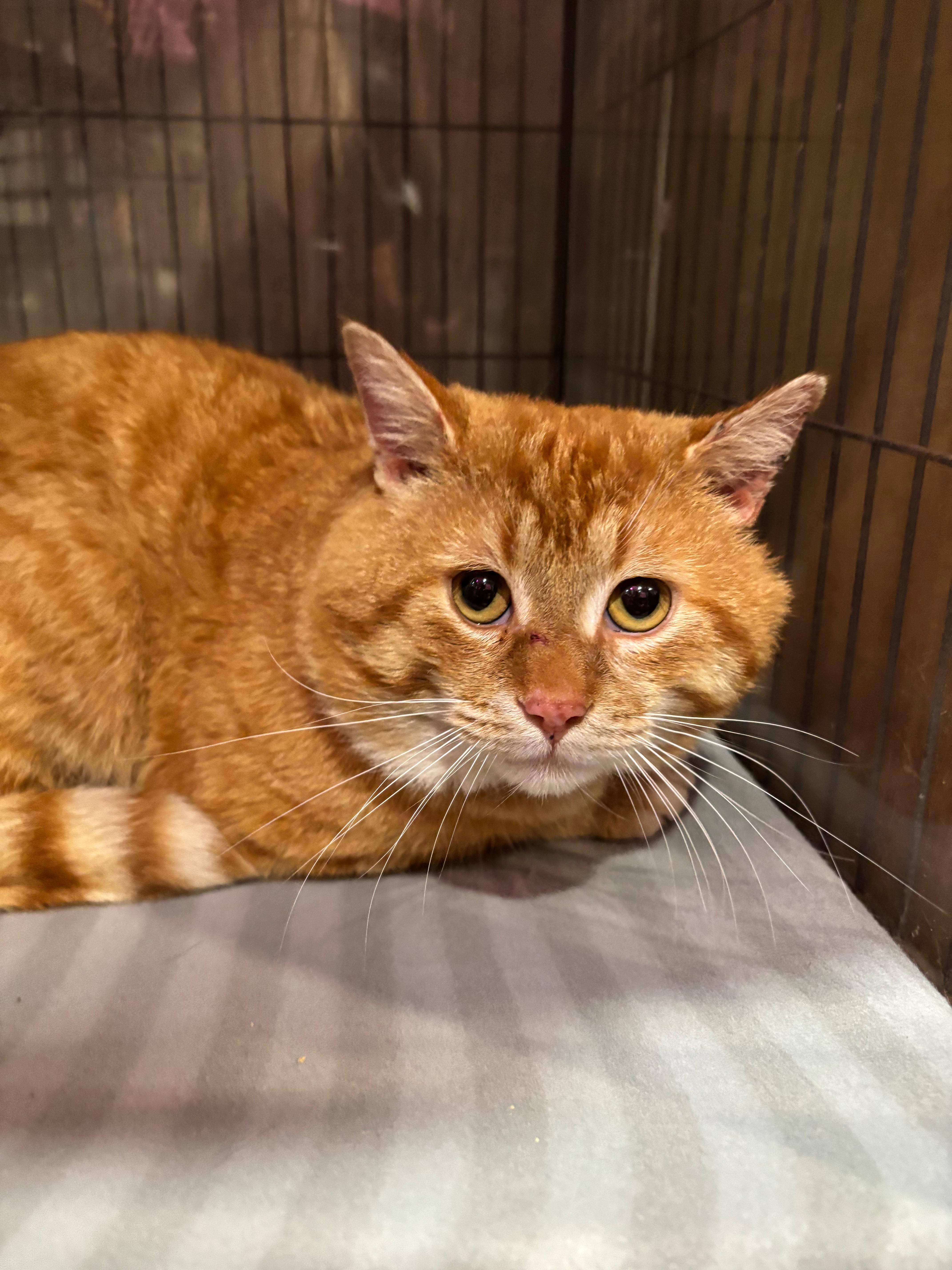 Enlarge DECLAN, a Adoptable Domestic Short Hair in Tillsonburg, ON image 3/6