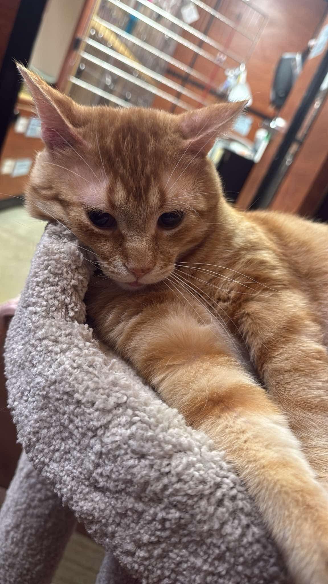 Enlarge DECLAN, a Adoptable Domestic Short Hair in Tillsonburg, ON image 6/6