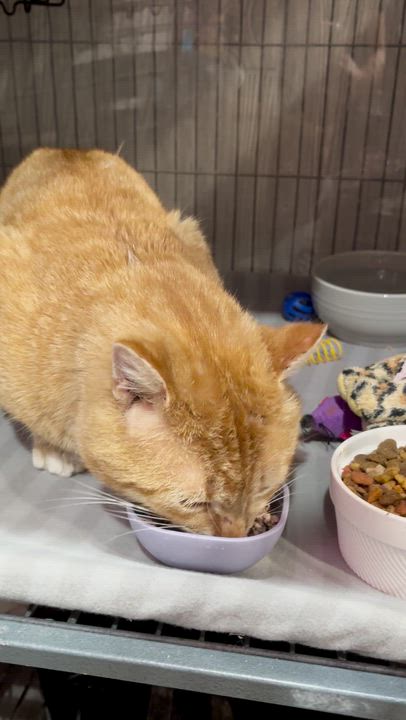 Enlarge DECLAN, a Adoptable Domestic Short Hair in Tillsonburg, ON video 4/6