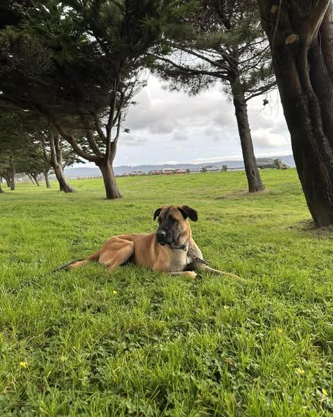 Enlarge Buford, a Adoptable mixed breed in Crescent city, CA image 6/6