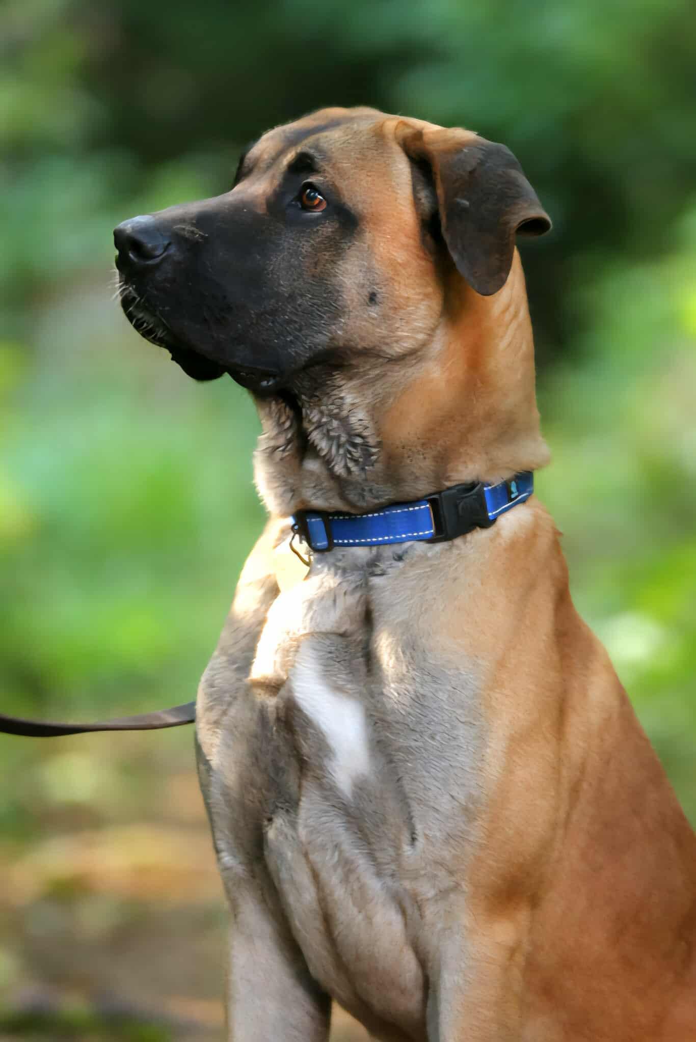 Enlarge Buford, a Adoptable mixed breed in Crescent city, CA image 2/6