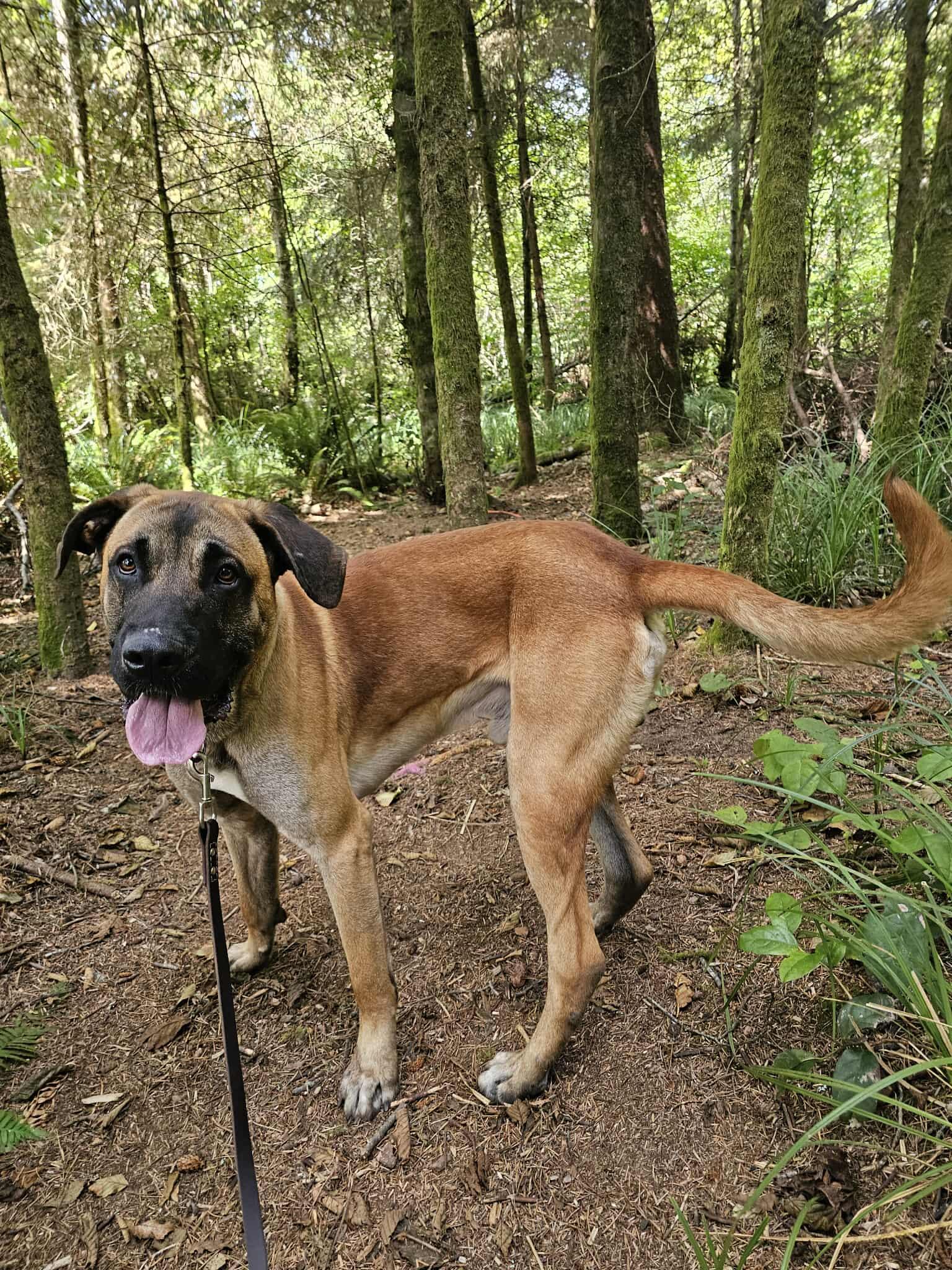 Enlarge Buford, a Adoptable mixed breed in Crescent city, CA image 3/6
