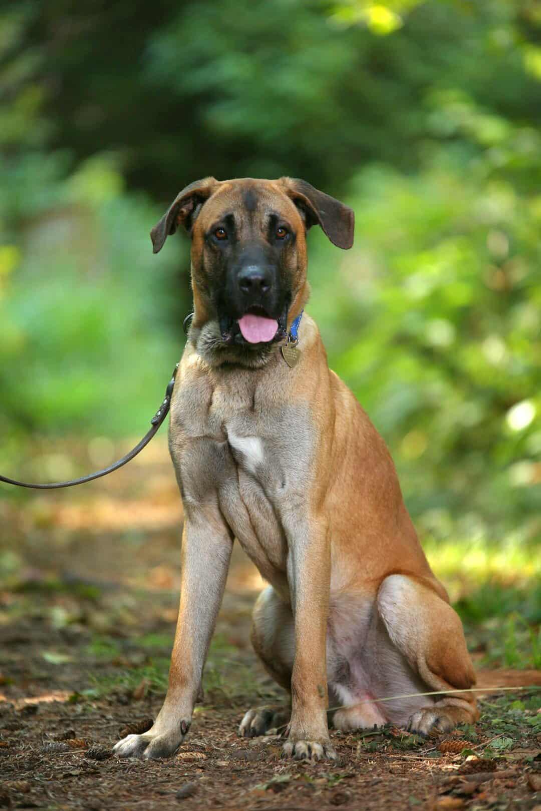 Enlarge Buford, a Adoptable mixed breed in Crescent city, CA image 4/6