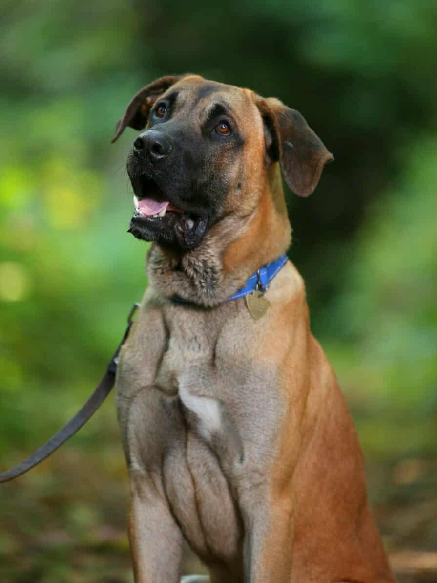Enlarge Buford, a Adoptable mixed breed in Crescent city, CA image 1/6