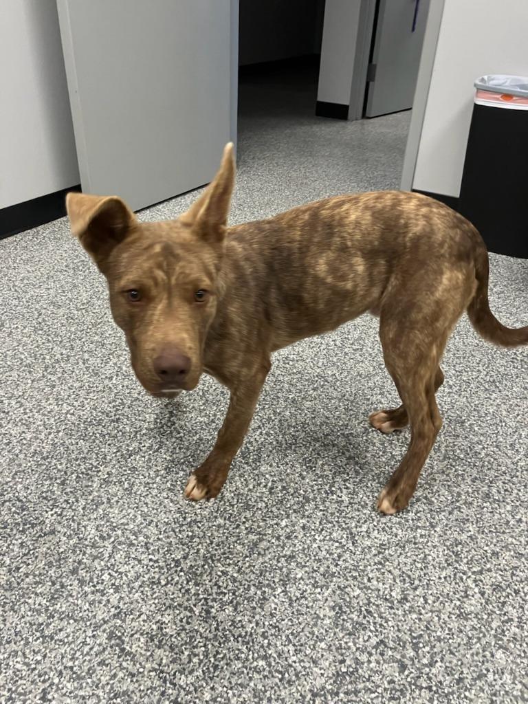 Wylie, Adoptable, Young Male Mixed Breed.