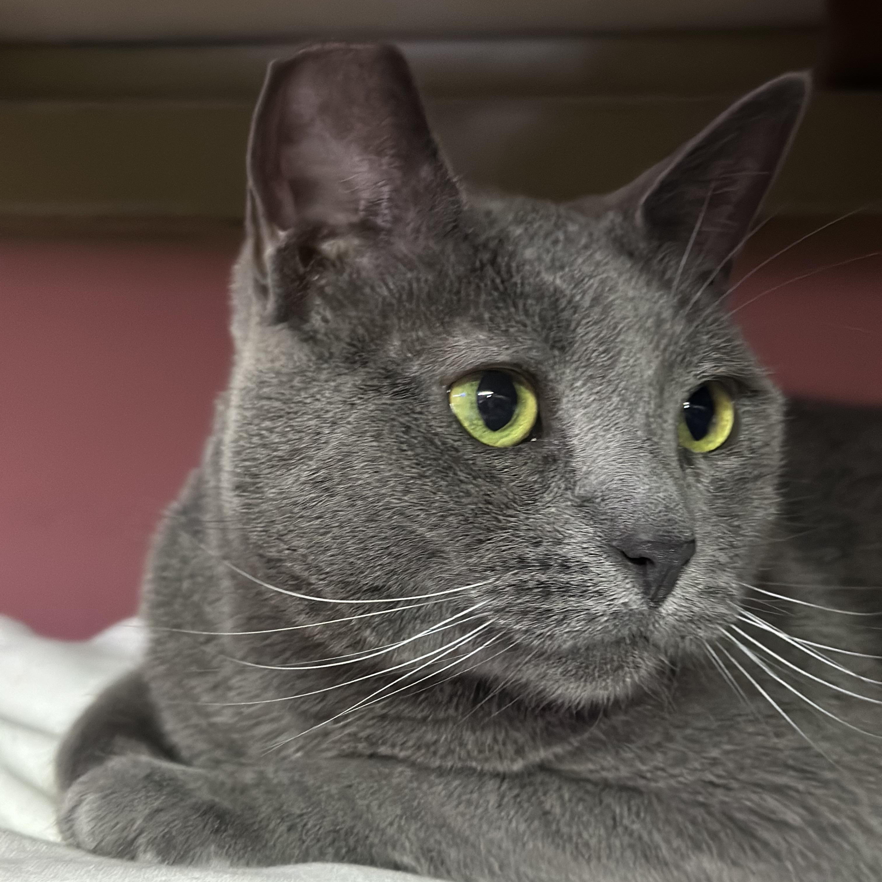 Hi Id love to introduce you to Cole a beautiful 6-year-old all-grey cat whos