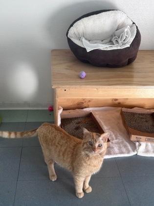 Enlarge Frank, a ADOPTABLE Domestic Short Hair in Steamboat Springs, CO image 2/3