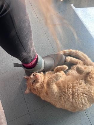 Enlarge Frank, a ADOPTABLE Domestic Short Hair in Steamboat Springs, CO image 3/3