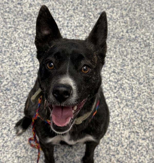 Cleo, Adoptable, Adult Female Australian Cattle Dog / Blue Heeler.