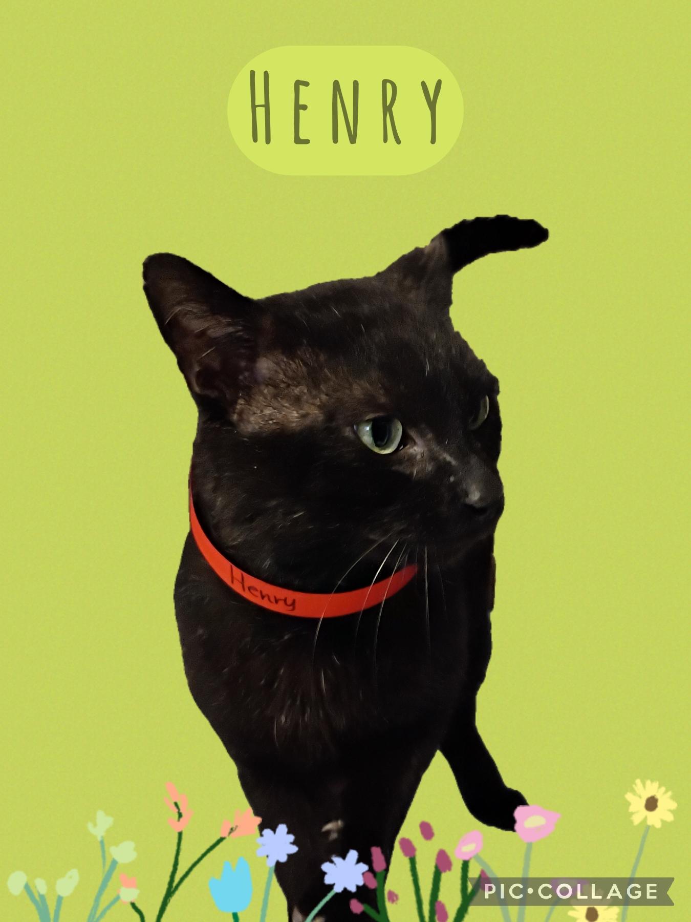 Enlarge Henry, an adoptable Domestic Short Hair in Muncie, IN image 1/1