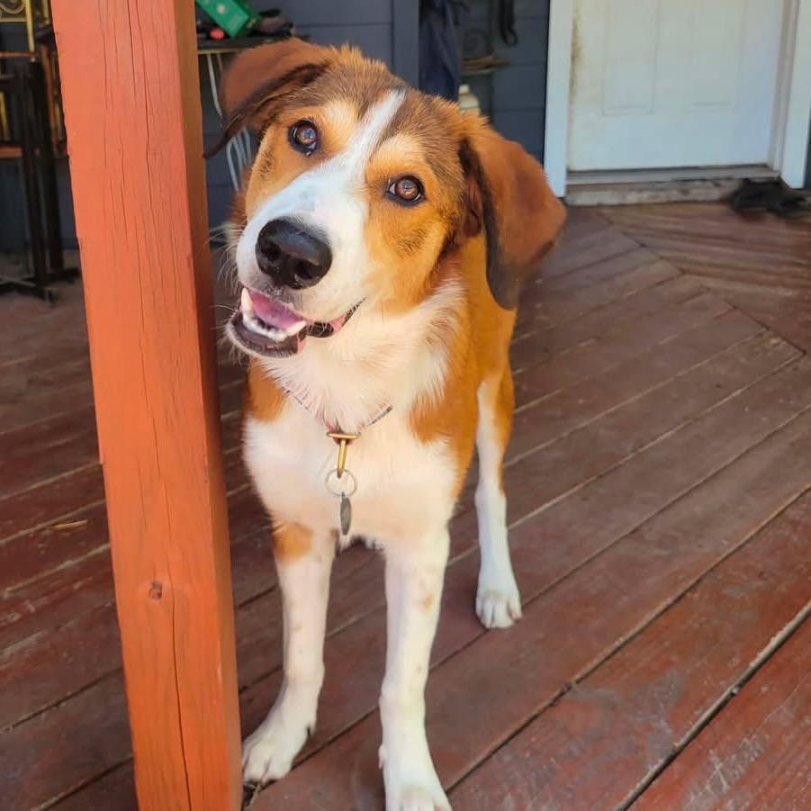 Enlarge Hazel, a Adoptable mixed breed in Austin, TX image 1/5
