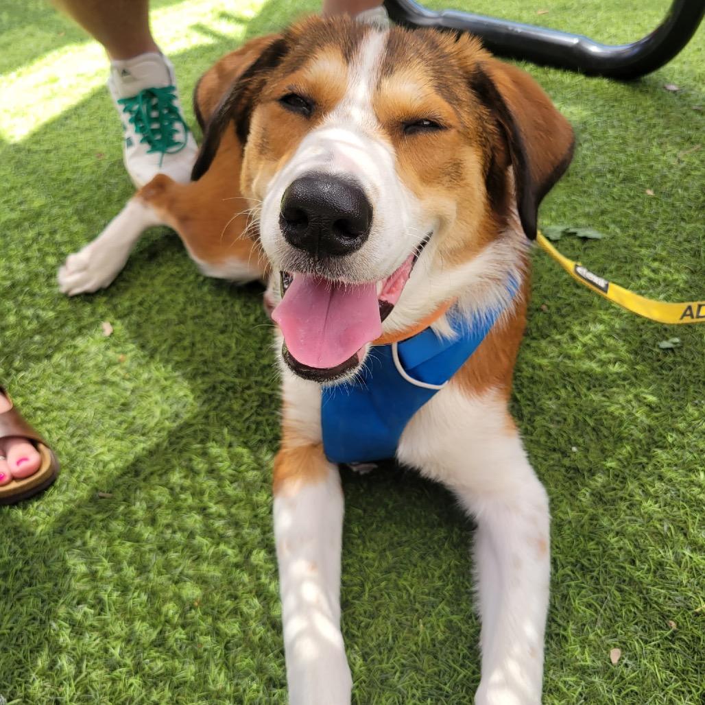 Enlarge Hazel, a Adoptable mixed breed in Austin, TX image 2/5