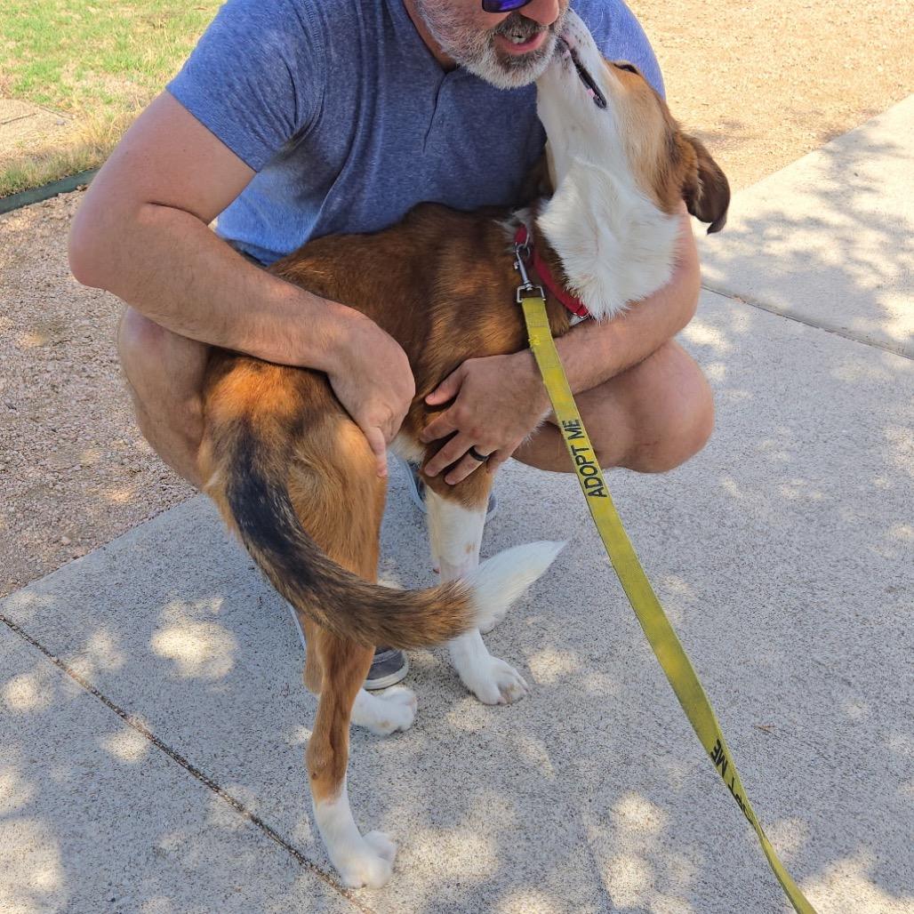 Enlarge Hazel, a Adoptable mixed breed in Austin, TX image 3/5