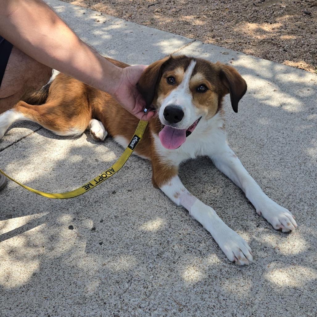 Enlarge Hazel, a Adoptable mixed breed in Austin, TX image 4/5