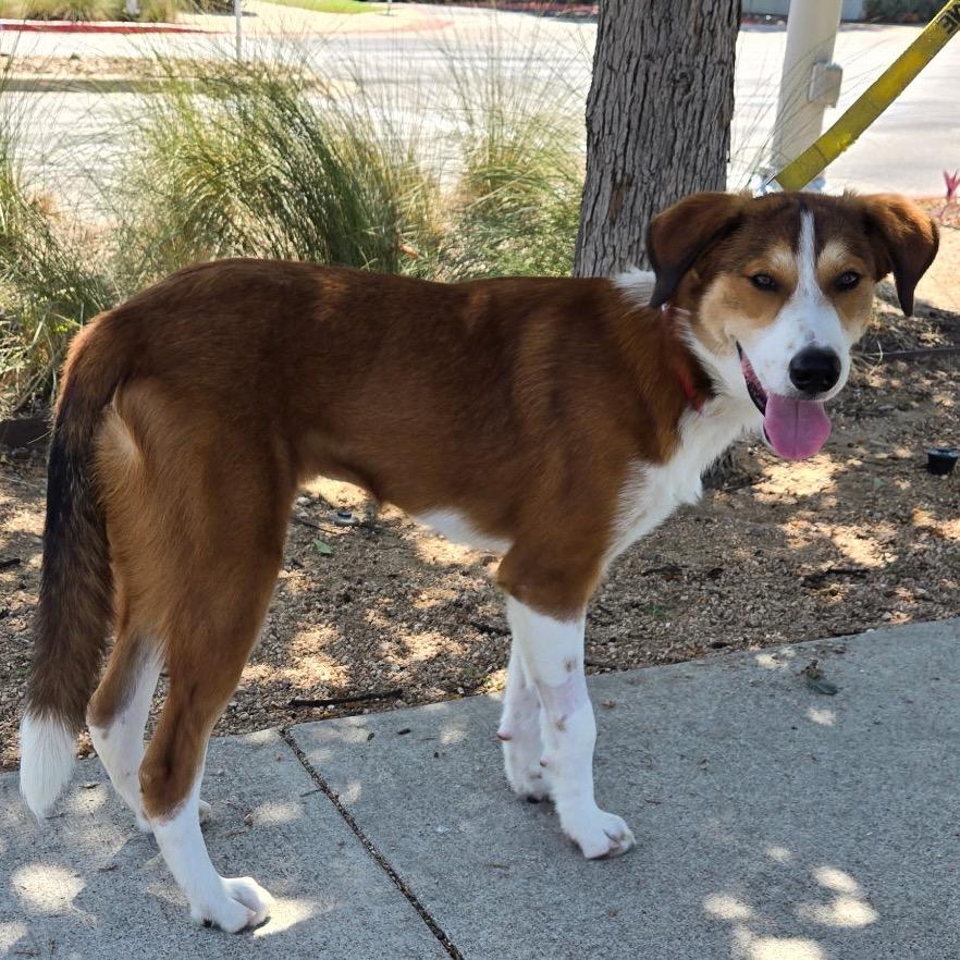 Enlarge Hazel, a Adoptable mixed breed in Austin, TX image 5/5